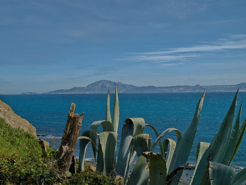 Pillars of Hercules, Agave